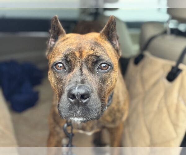Medium Photo #2 Boxer-Unknown Mix Puppy For Sale in Millersville, MD, USA