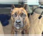 Small #1 Boxer Mix