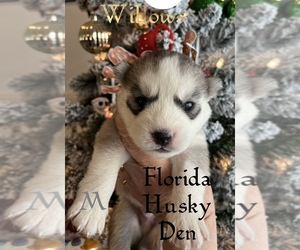 Siberian Husky Puppy for sale in NEW PORT RICHEY, FL, USA