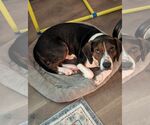 Small #3 Beagle Mix