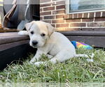 Small #1 Labrador Retriever Mix