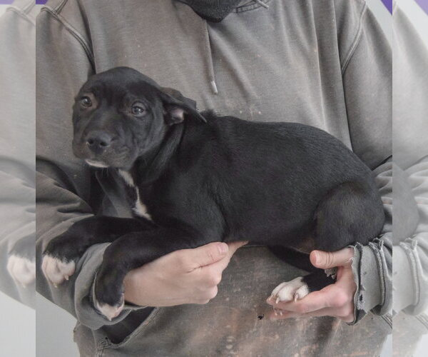 Medium Photo #2 American Staffordshire Terrier-Unknown Mix Puppy For Sale in Huntley, IL, USA