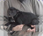 Small #1 American Staffordshire Terrier Mix