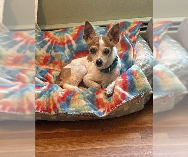 Medium Photo #1 Chihuahua-Unknown Mix Puppy For Sale in Elmsford, NY, USA
