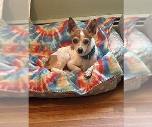 Chihuahua-Unknown Mix Dogs for adoption in Elmsford, NY, USA