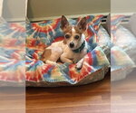Small Chihuahua Mix