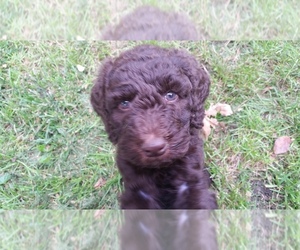 Poodle (Standard) Puppy for sale in GRUNDY CENTER, IA, USA