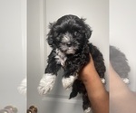 Small #1 Maltipoo-Pomeranian Mix