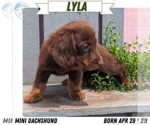 Medium Dachshund