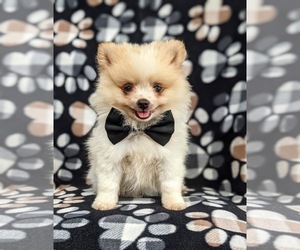 Pomeranian Puppy for sale in LINCOLN UNIV, PA, USA