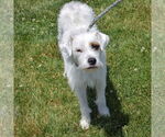 Small #1 Parson Russell Terrier Mix