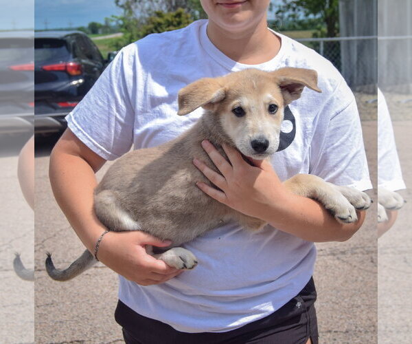 Medium Photo #2 Anatolian Shepherd-German Shepherd Dog Mix Puppy For Sale in Huntley, IL, USA