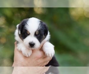 Australian Shepherd Puppy for sale in GROVETOWN, GA, USA