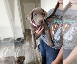 Labrador Retriever Puppy for sale in ELTOPIA, WA, USA
