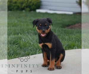 Rottweiler Puppy for sale in CHRISTIANA, PA, USA