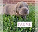 Puppy Padme Labrador Retriever