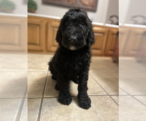 Goldendoodle-Poodle (Standard) Mix Puppy for sale in LONDON, KY, USA