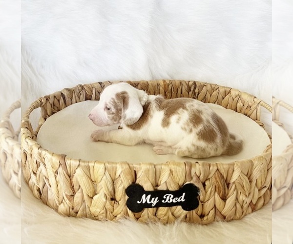 Medium Photo #8 Dachshund Puppy For Sale in DAVIS, CA, USA