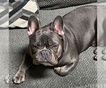 Small Photo #1 French Bulldog Puppy For Sale in YORK, PA, USA