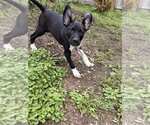 Small #3 Mutt