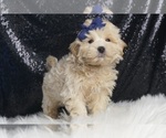 Puppy All star F1B Maltipoo