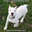 Small Photo #202 Dogo Argentino Puppy For Sale in PINEVILLE, MO, USA