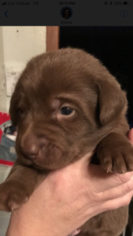 Labrador Retriever Puppy for sale in FAIRBANK, IA, USA
