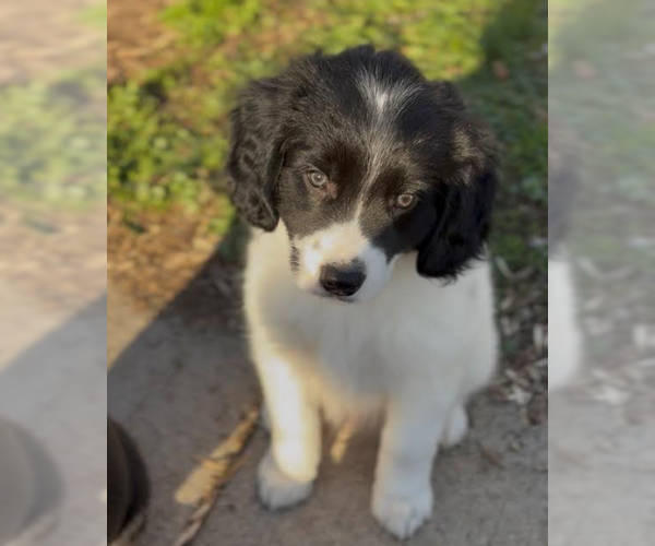 Medium Photo #1 Beagle-Great Pyrenees Mix Puppy For Sale in Brooklyn Center, MN, USA