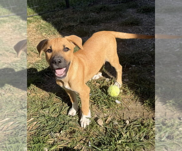 Medium Photo #1 Labrador Retriever-Unknown Mix Puppy For Sale in Aurora, IN, USA