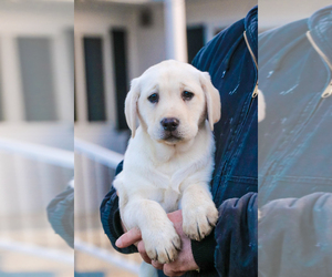 Labrador Retriever Puppy for sale in SYRACUSE, IN, USA