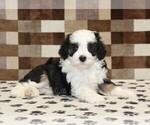 Small Photo #2 Bernedoodle (Miniature) Puppy For Sale in DENVER, PA, USA