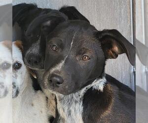 Mutt Dogs for adoption in San Antonio, TX, USA