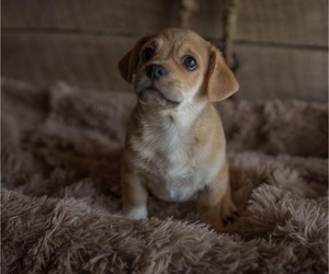 Pembroke Welsh Corgi-Pug Mix Puppy for sale in HONEY BROOK, PA, USA