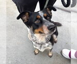 Small #3 Mutt
