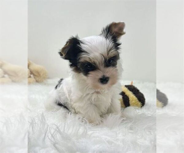 Medium Photo #2 Biewer Terrier Puppy For Sale in MIAMI BEACH, FL, USA