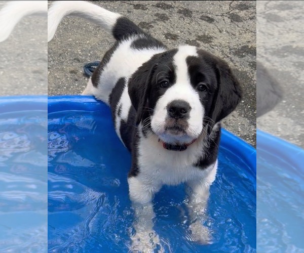 Medium Photo #11 Cane Corso-Saint Bernard Mix Puppy For Sale in WORCESTER, MA, USA