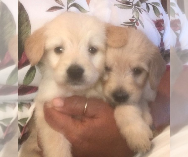 Medium Photo #1 Goldendoodle-Poodle (Miniature) Mix Puppy For Sale in PARKER, CO, USA