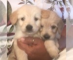 Small Photo #1 Goldendoodle-Poodle (Miniature) Mix Puppy For Sale in PARKER, CO, USA