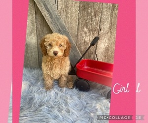 Poodle (Toy) Puppy for sale in FREDERICKTOWN, MO, USA