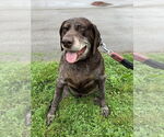 Small #6 German Shorthaired Pointer
