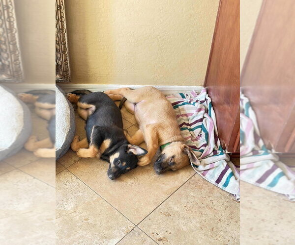 Medium Photo #9 Mutt Puppy For Sale in Dana Point, CA, USA