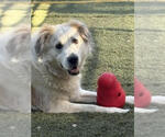 Small #16 Great Pyrenees Mix