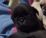 Small Photo #88 Pug Puppy For Sale in HILLSDALE, MI, USA