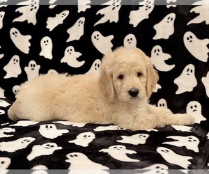 Goldendoodle Puppy for sale in CLARKSVILLE, TN, USA