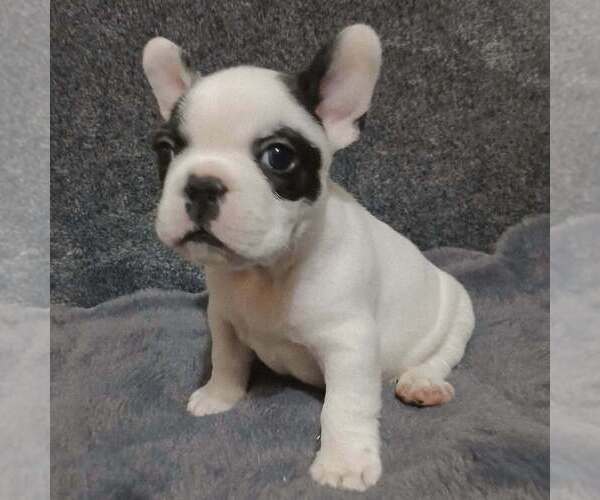 Medium Photo #1 French Bulldog Puppy For Sale in BOWLING GREEN, KY, USA