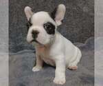 Small French Bulldog