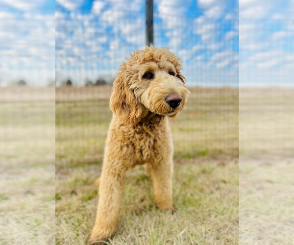 Medium Photo #6 Labradoodle Puppy For Sale in Pacolet, SC, USA