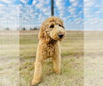 Small #5 Labradoodle
