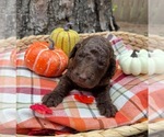 Small #3 Goldendoodle