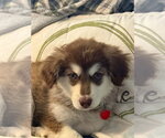 Small #2 Alusky